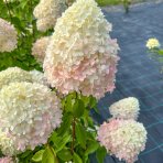 Hortenzia metlinatá (Hydrangea paniculata) ´PHANTOM´ - výška 15-25 cm, kont. C2L